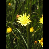 Scorzonera hirsuta, fam. Composees, Europe sud (1)